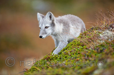 BB 13 0158 / Vulpes lagopus / Fjellrev